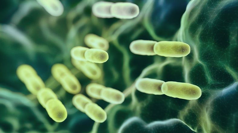Prebiotics vs. Probiotics: What’s the Difference and Why Both Matter for Gut Health